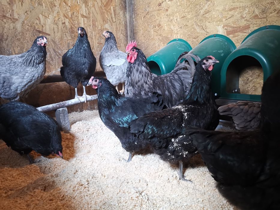 Oua de incubat si pui din  rasa de gaini  Australorp negru si  albastru