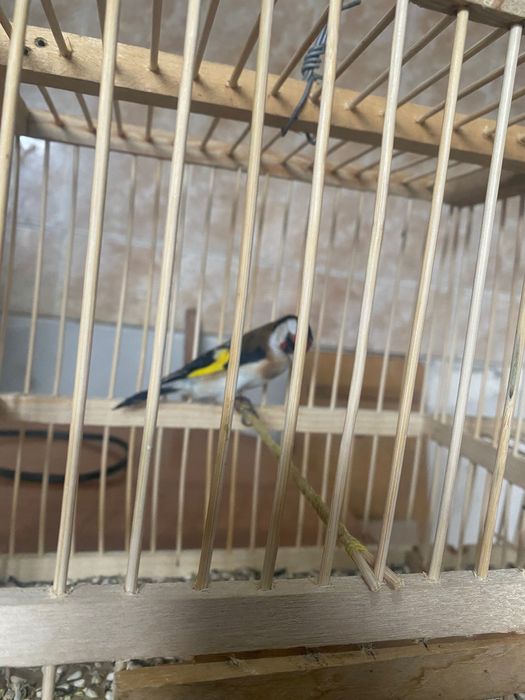 Щегол и канарейка