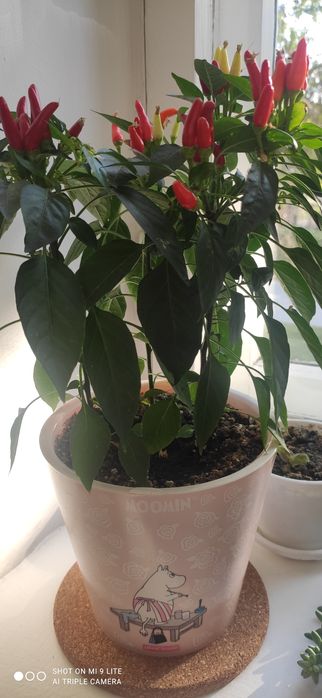 Продам свежие семена  мини перчиков