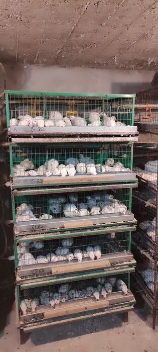 продам перепелов