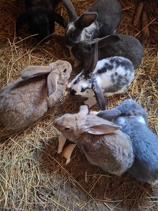 Iepurași de vânzare