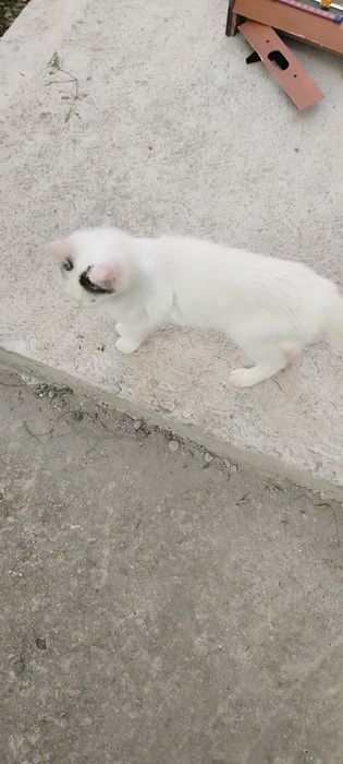 Donez pisici in adoptie