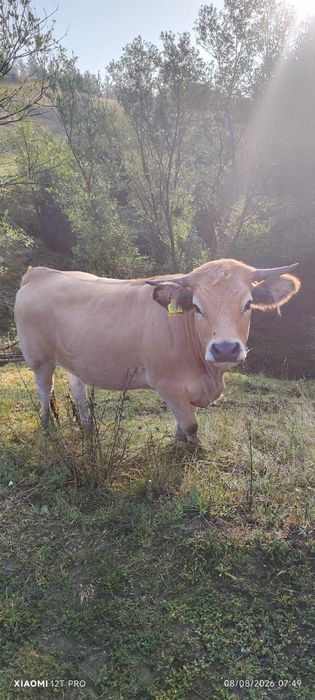 Lot 5 juninci montate din rasa Aubrac