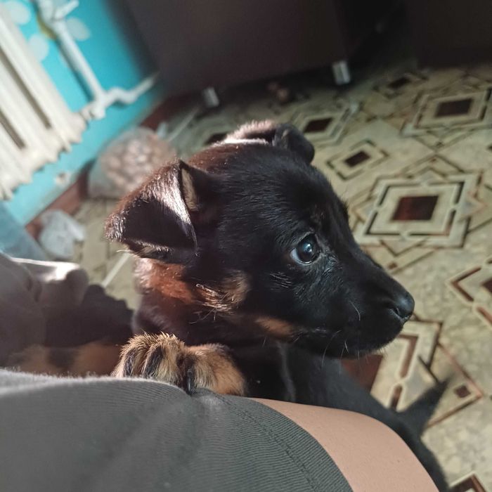 Щенок в любящую семью