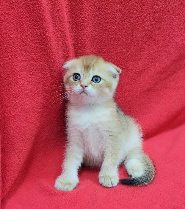 мальчик скоттиш фолд золотая шиншилла