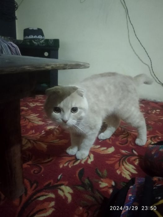 Шатлански мушрик зотор