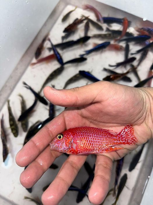 Рыбка для аквариума Магазин