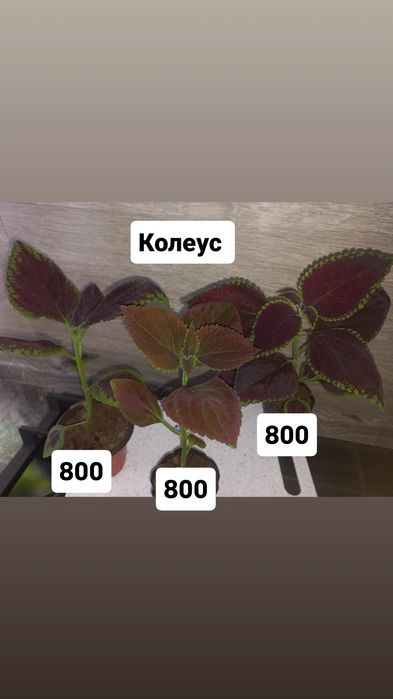 Продам цветы Колеус