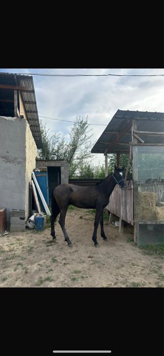 Ахалтеке Тай саиылады