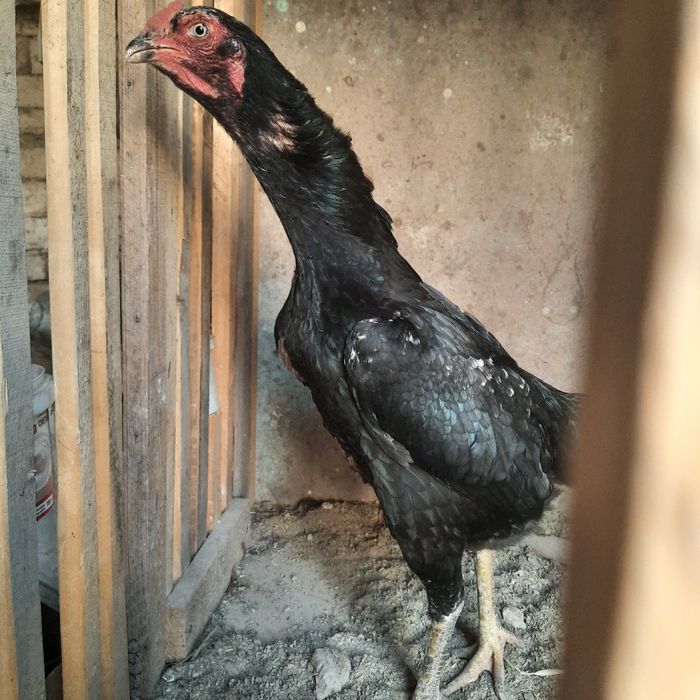 Боицовый таза дакан тауық