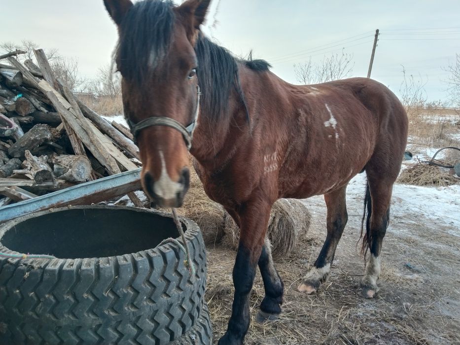 Продам быков лошадей баранов