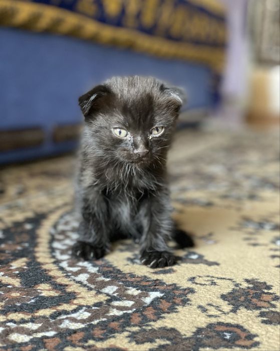 Котята вислоухие карликовые