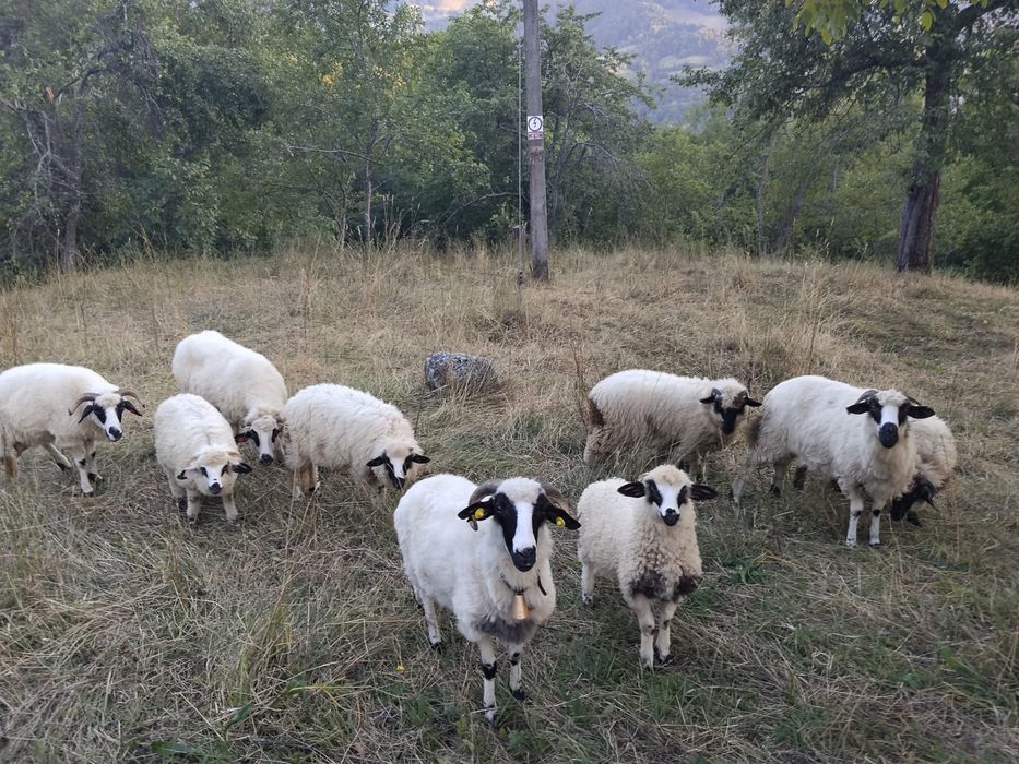 Vand 5 oi si 6 miei