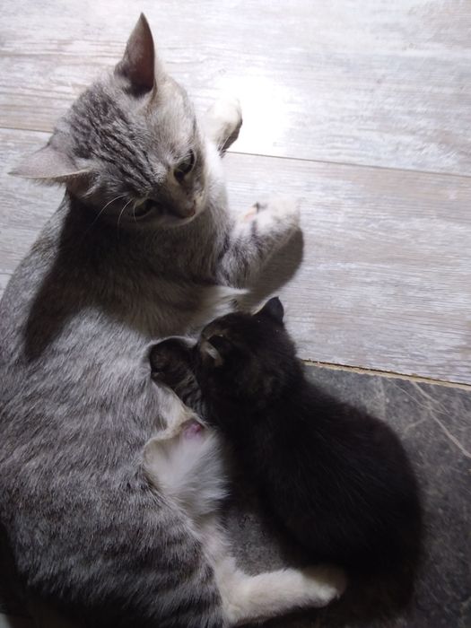 Спецобувь 43 ботинки жазғы