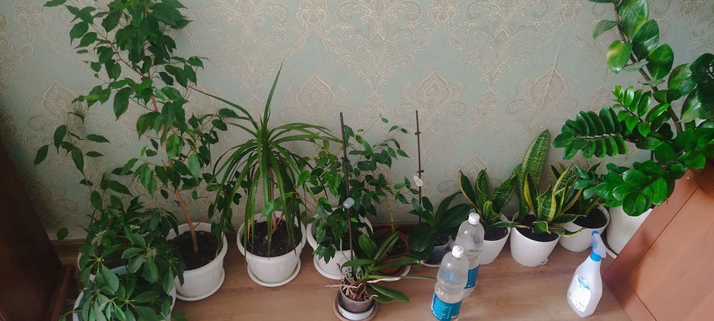 Продаются комнатные цветы