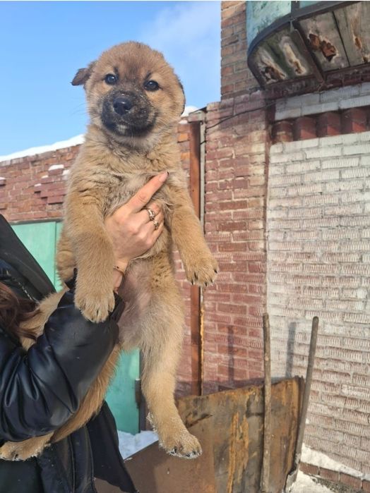 Отдам щенка 2,5 месяца