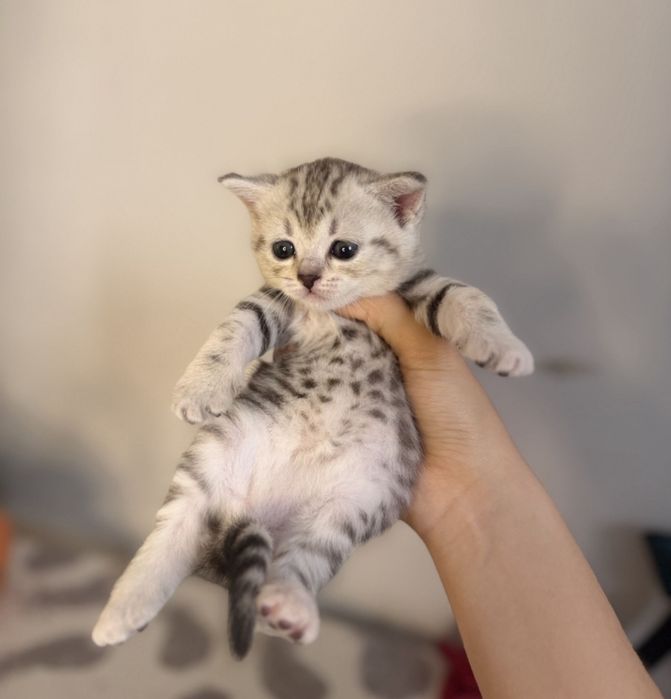 Продам котят шотланой породы.