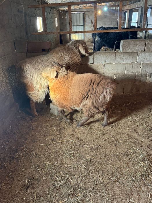 Бараны кой жирные