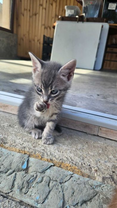 Подаряваме прекрасни малки котенца