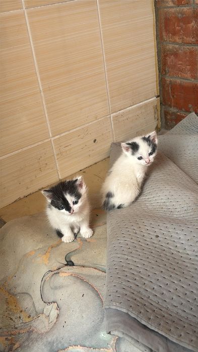 Котята 1 месяц ..