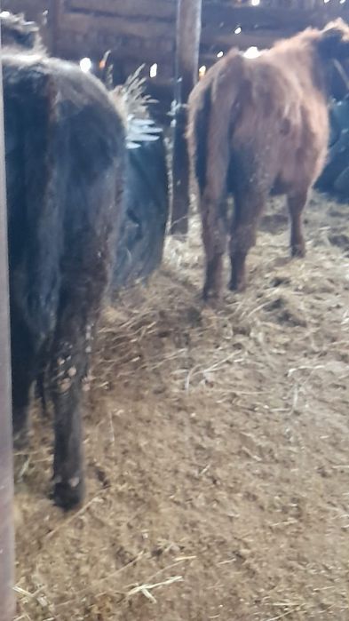 Продам  бычков от 10 мес