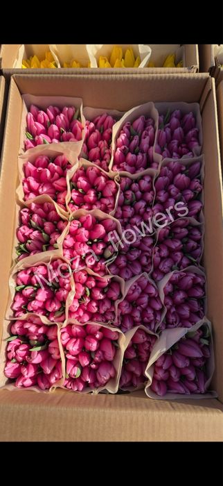 Тюльпаны Белорусские премиум