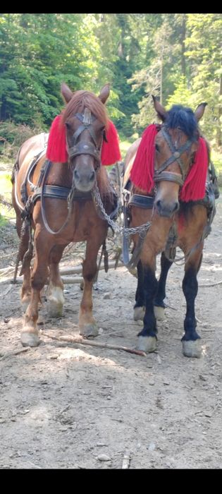 Vând o iapă din două la alegere