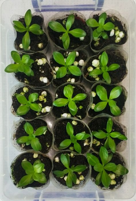 Саженцы эустомы.