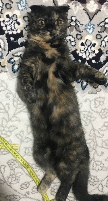 Кошка продаётся Фолд