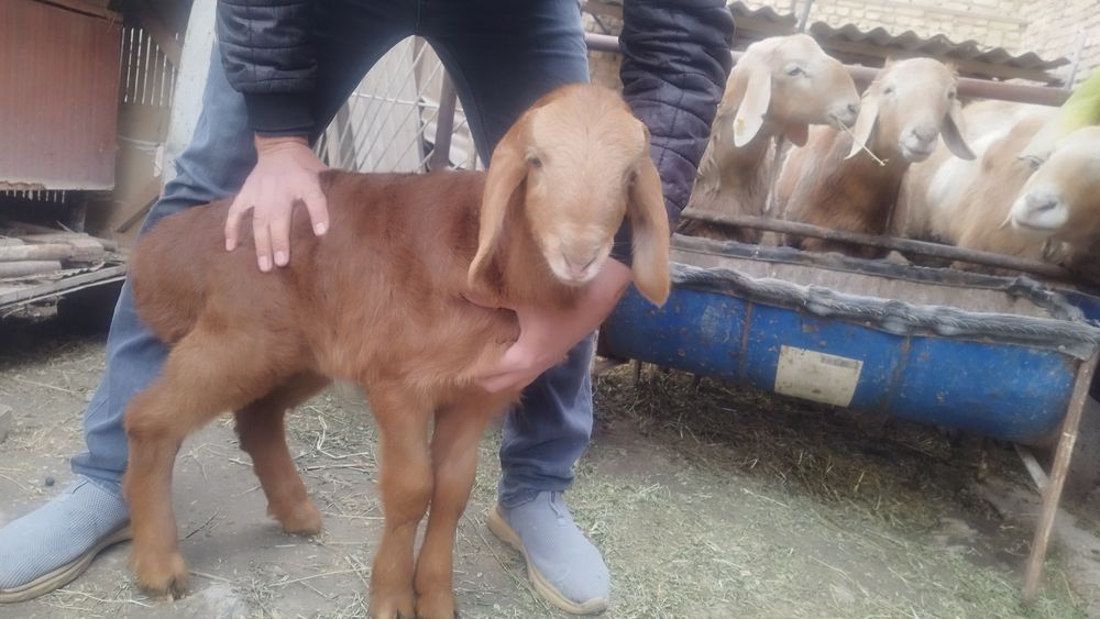 Киргиз Арашан кучкорлар сотилади