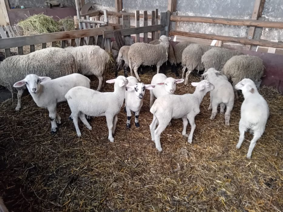 Miei LACUNE oi si berbec Lacune