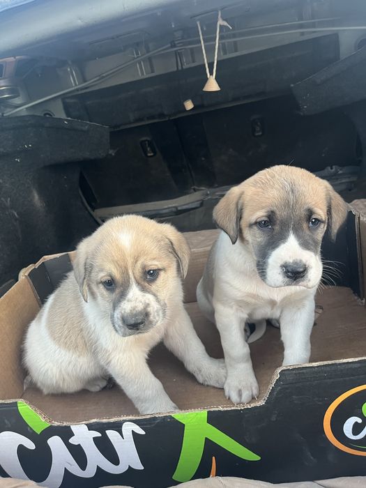 Алабай Кушыктер сатылады