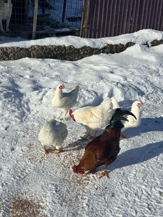 Продам семейство кур