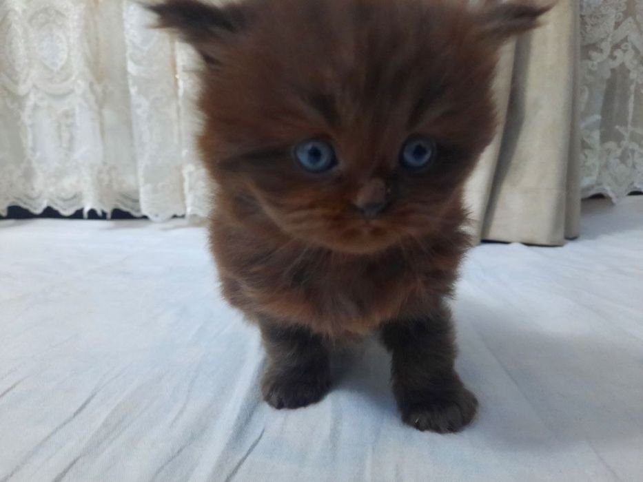 Mushuk Scottish fold va straid