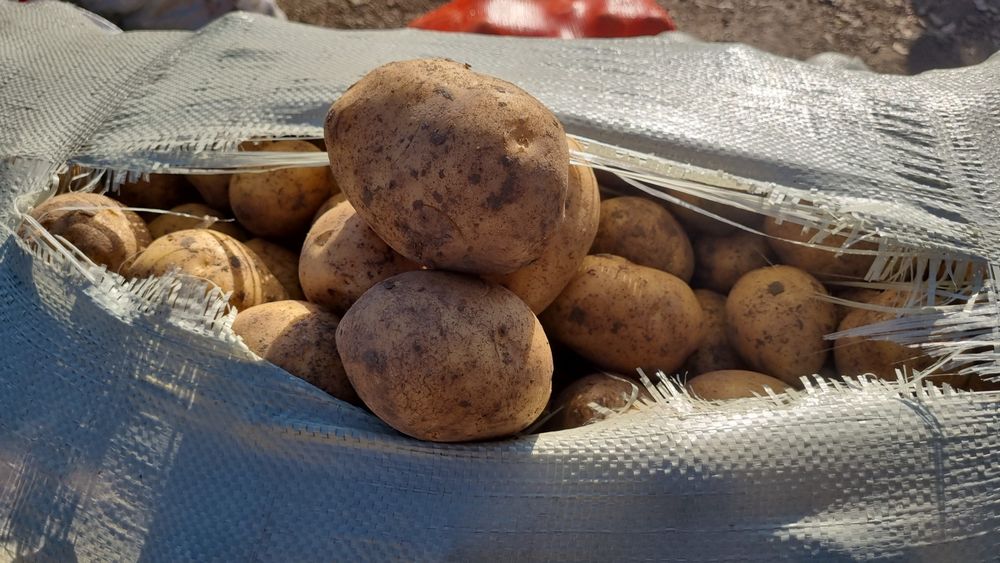 Картошка караганда