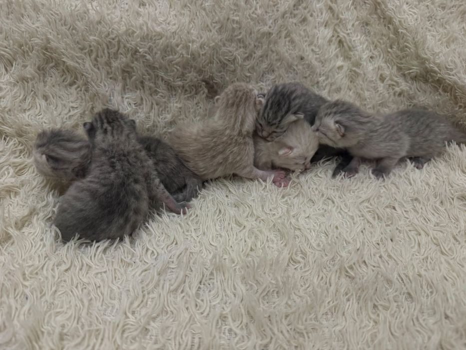 Бронь котят шотландских