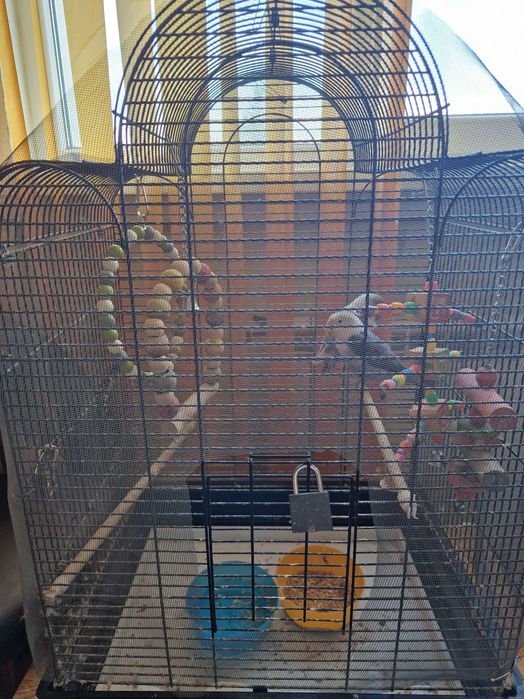 Папагали неразделки заедно с клетката