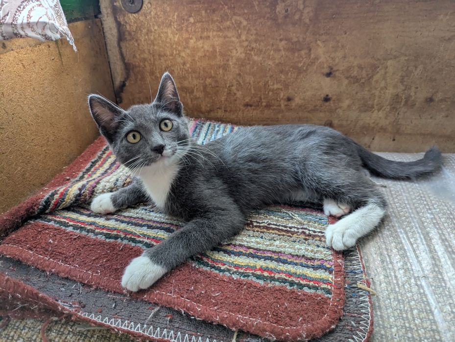 Котик ищет дом ,