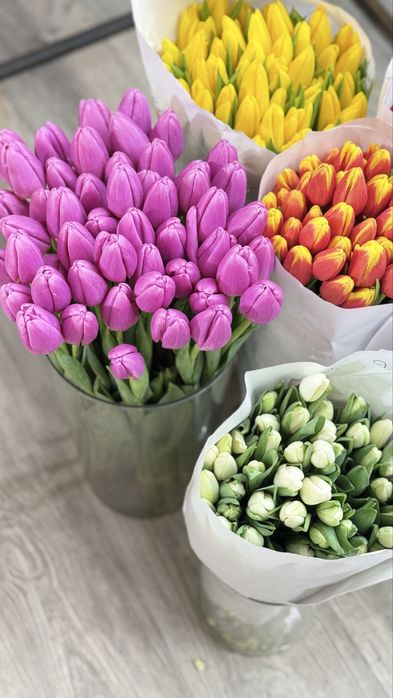 Тюльпаны высококачественные