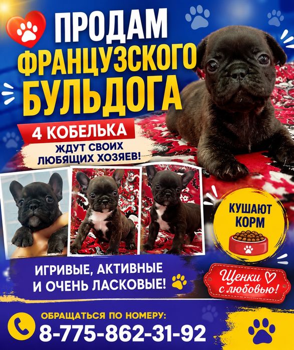 Продам красивых щенков