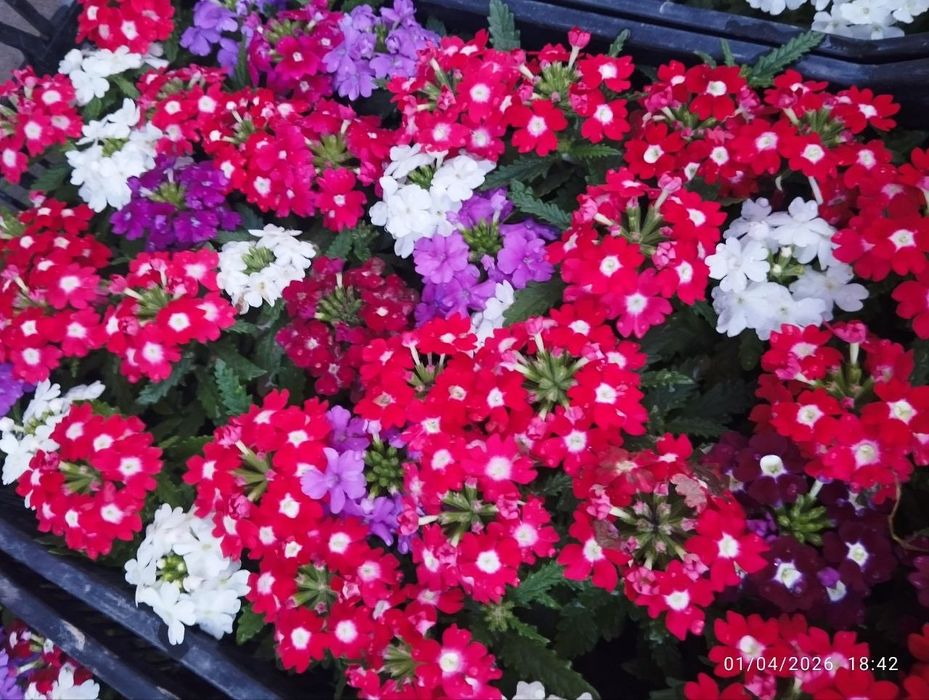 Gul ko‘chatlari sotiladi! 
Sifatli va chiroyli gul ko‘chatlari:
—