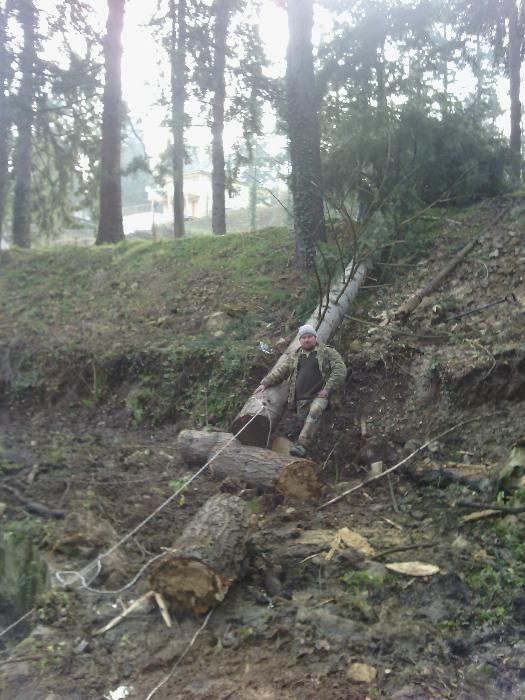 Резитба на големи дървета