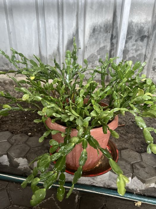 Декабрист цветущая