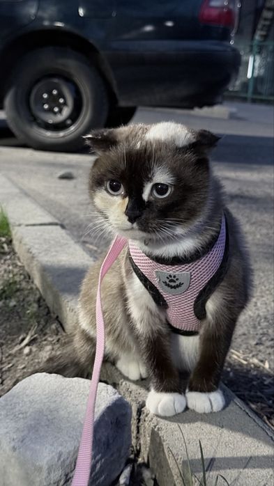 Кошка в добрые руки