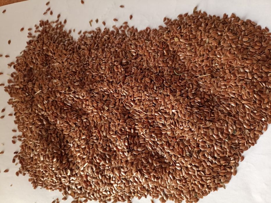 Лён лён лён Абакус