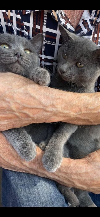 Котики в добрые руки