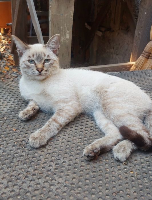 Сиамская Кошечка
