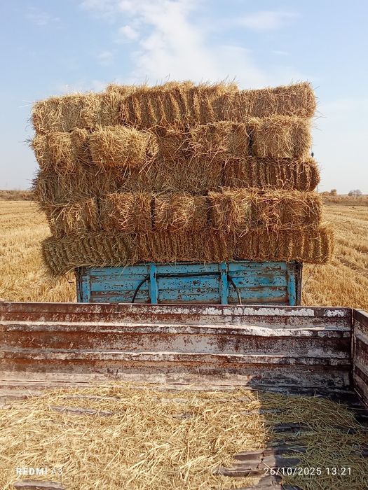 Lozer somon sotiladi kipi 5 ming soʻm dastafka puli ayrim 100 ming som