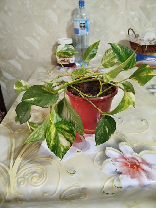 Комнатное растение Сциндапсус