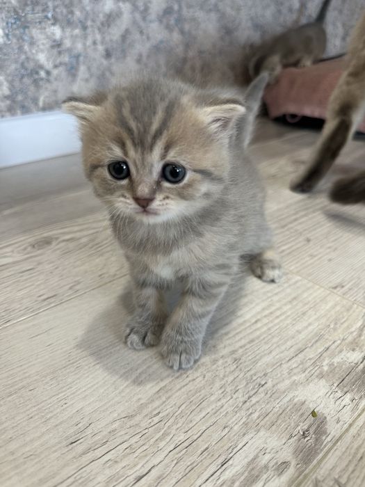 Котята веслоушки